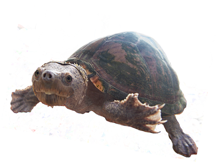R[g